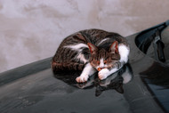 Motion sickness in cats