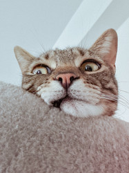 Cats and rabies