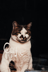 Cat cafés 