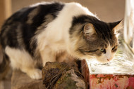Is your cat drinking enough water?