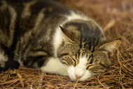 Weird Cat Diseases