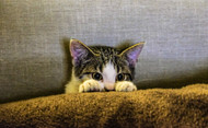Cat Poop