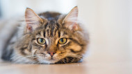 New cat? How to keep the fur from flying