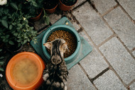 Insects in cat food