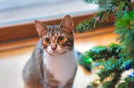 How Long Do Cats Live?