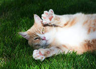 Purple Leash Program helps cats in danger from domestic violence