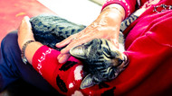 Senior kitties rock