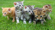 Cat herders unite!