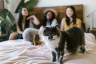 International Cat Day