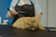 Grooming a cat