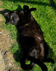 The TRUTH About Black Cats!