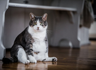 The Quarantine 15: Or, How to Get Rid of Those Pandemic Pounds!