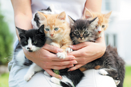 Cats’ Eyes Matter
