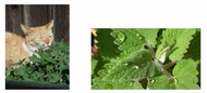 Everything You Always Wanted to Know About Catnip