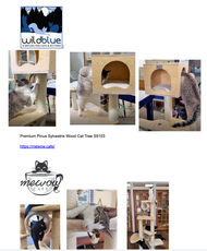 Supporting Cat Nonprofits Enriches both Human and Feline Lives