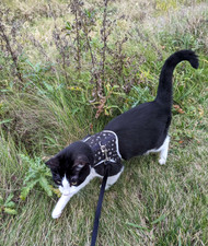 Should I walk my cat?