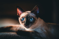 Siamese Traits in Mixed-Breed Cats
