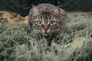 What Kind of Tabby Cat Do You Have? 