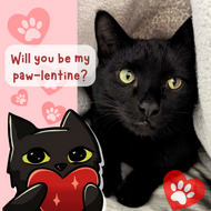Whiskers, Purrs, and Love: Valentine’s Day for Cat Owners