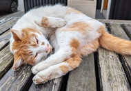 What’s up with those kitty toe beans?