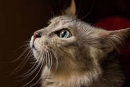 Healthy Cat Grooming Tips for Winter Into Spring…