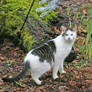 World Spay Day: Caring for Feral Cats 
