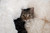 Soft Bolster Cat Bed, Small — Ultra-Plush Comfort