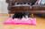 Large Dog Mat M01CZH-L