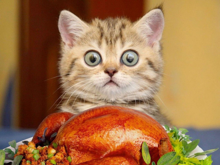 happy thanksgiving kitten