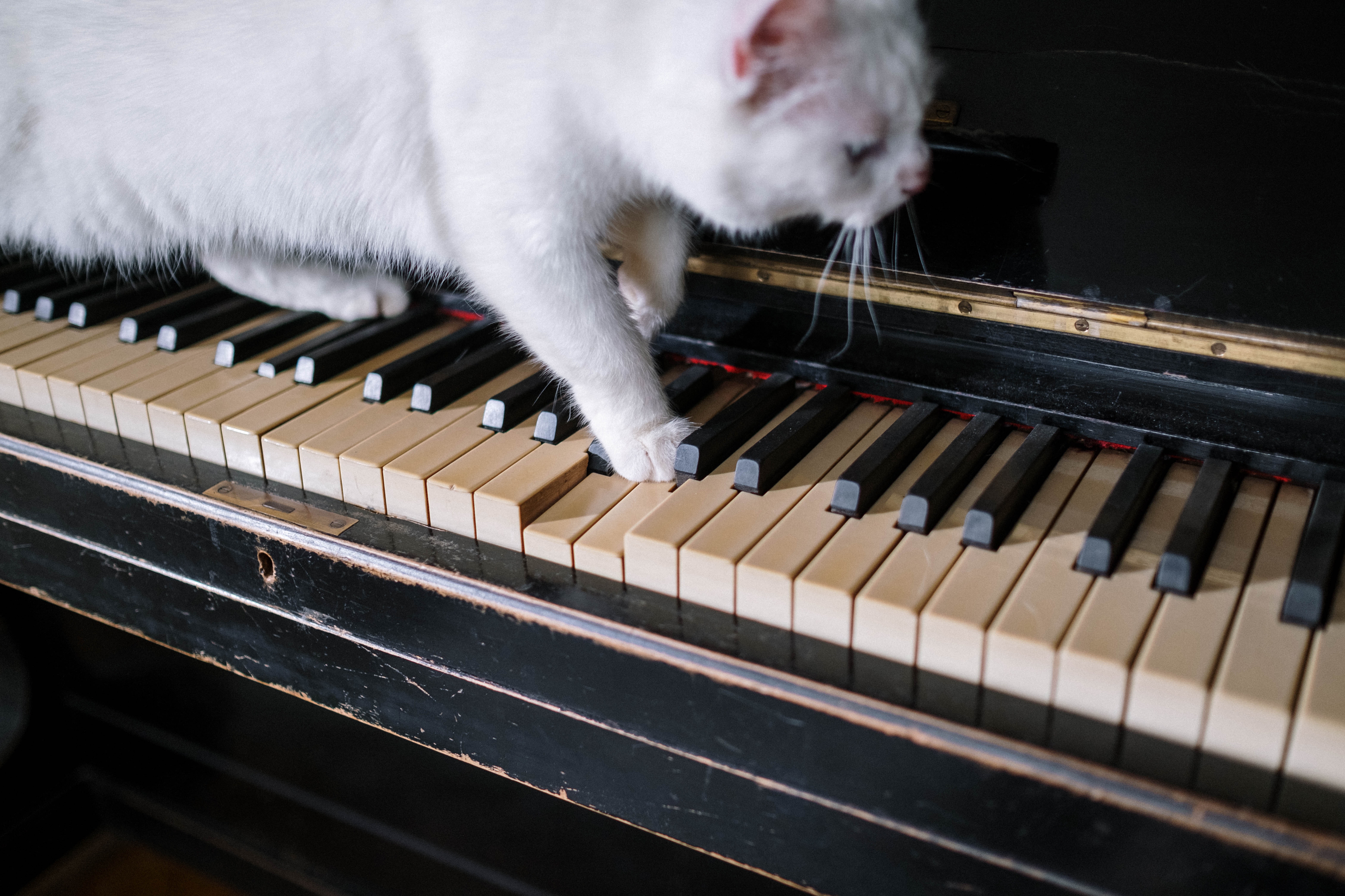 Is your cat musically-inclined?