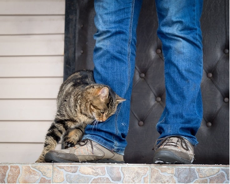 Why Your Cat Rubs Up Against You… - Armarkat - Cat Trees & Cat Furniture