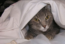 Best tips for calming your cat during fireworks