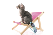 Cat sitting on a beach chair.