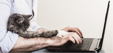 Telemedicine appointments for vetrinary care of cats