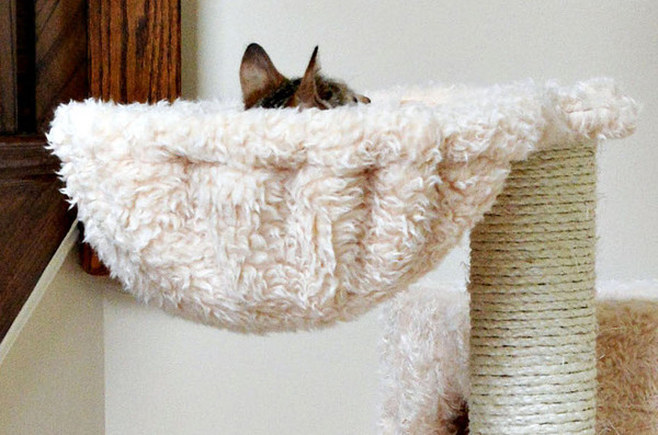 cat tree attachments