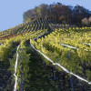 Odbojnik ptica - 80m traka Repest 21041
