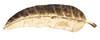 Posuda ​​Foglia Duga Cm 38x3x11