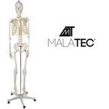 Ljudski kostur - 170 cm Malatec 22583 Ljudski kostur - 170 cm Malatec 22583