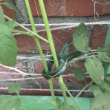 Spojnice - igle za biljke - 108 kom. Gardlov 22586