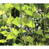 Mreža - nosač za biljke 2x10m Gardlov 23978