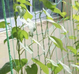 Mreža - nosač za biljke 2x20m Gardlov 23980