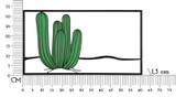 Zidni Pano Cactus Cm 60x1,3x33