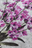 tepih (60 x 90) Lavanda DJT