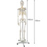 Ljudski kostur - 170 cm Malatec 22583 Ljudski kostur - 170 cm Malatec 22583