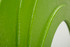 Zidno Ogledalo Dafne Green Cm 90x4x165