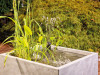OASE Filtral 3000 UVC All-in-One Pond Filter with UV Clarifier — 3000L