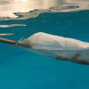 Oase Pond Vacuum - Pondovac Classic