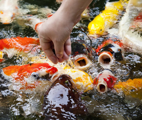 Koi Fish Food Guide