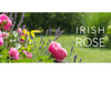 Inspiration photo for the Irish Rose Fragrance in a 1.7 fluid ounce bottle that is made in Ireland
