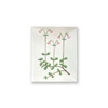 The second card design included with the Small Wildflower Gift Enclosure Card Set
(contains no envelopes)